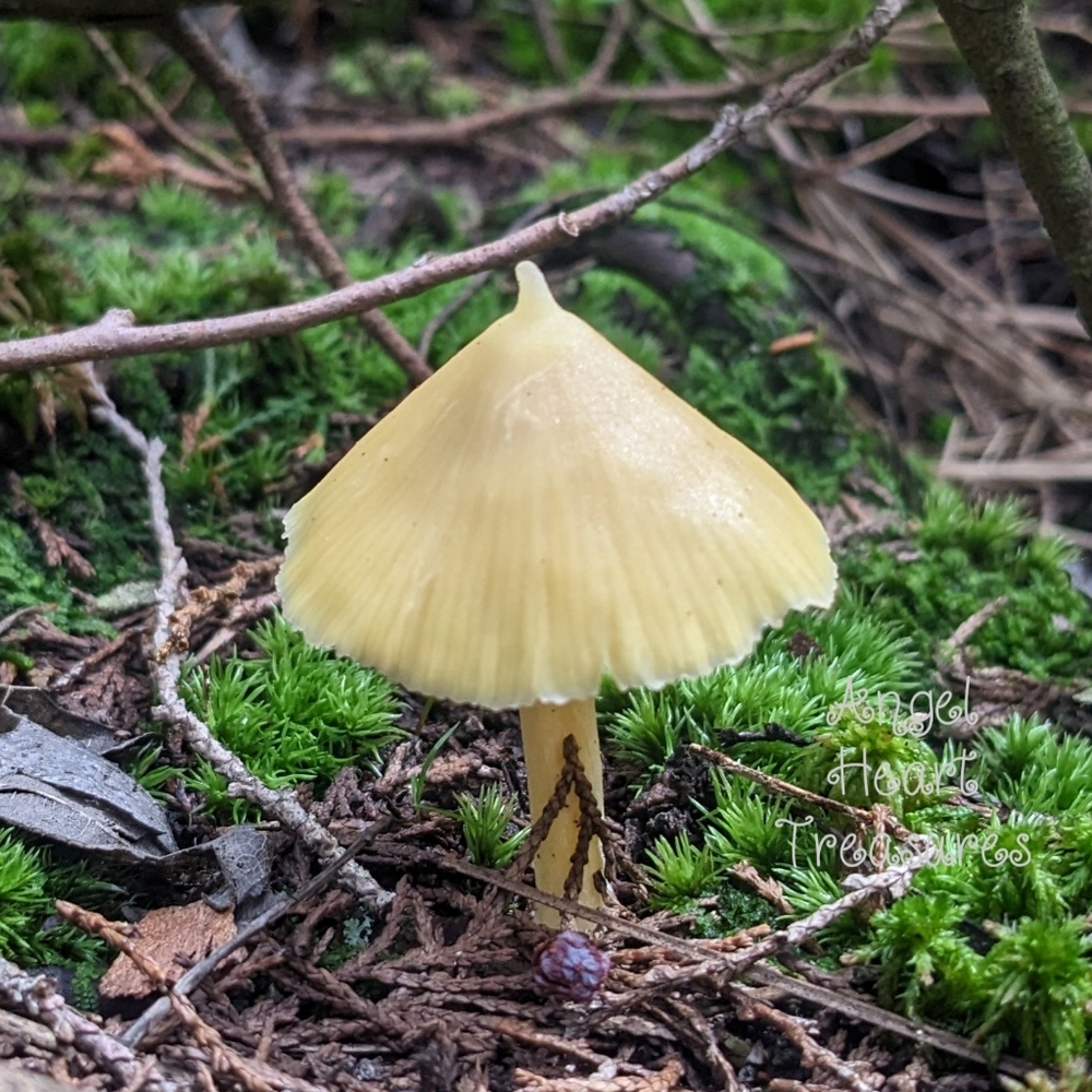 8x10 Original Photography of Yellow Toadstool Mushroom Among Moss in Fore…